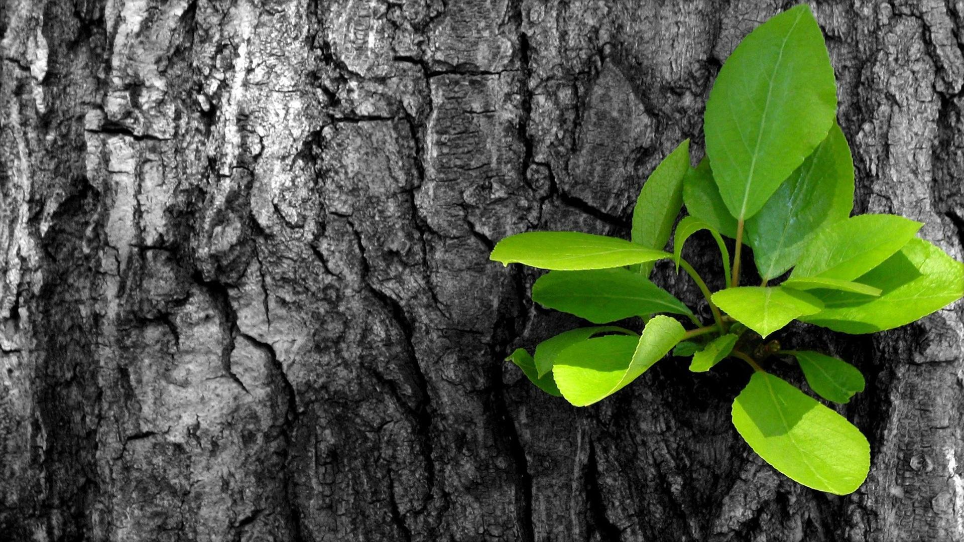 albero germoglio foglie