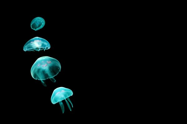 Blue jellyfish in the Depths of the sea