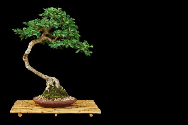 Bonsai en gosha fondo negro