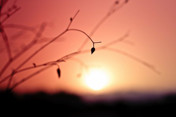 Dried flower on the background of sunset