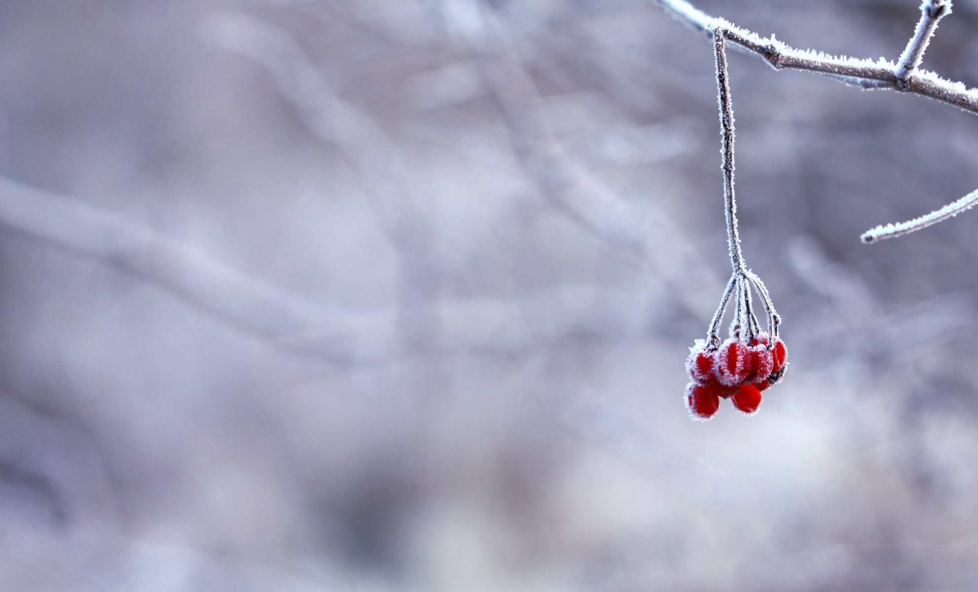 winter branch frost berries red snow