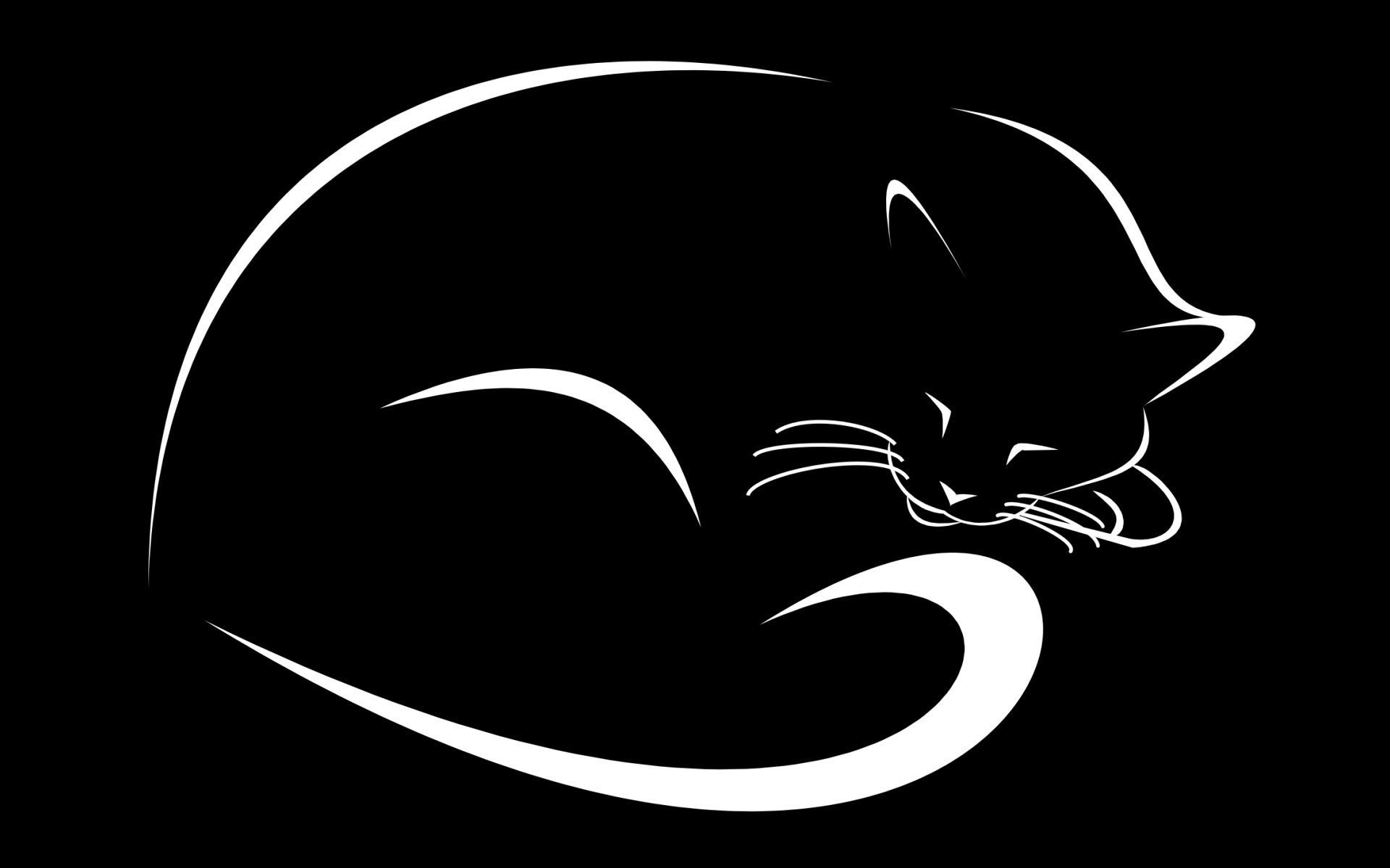 black background cat picture