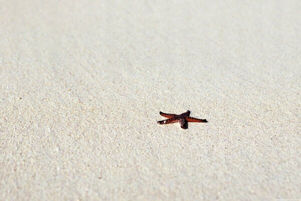 Estrella de mar en la playa