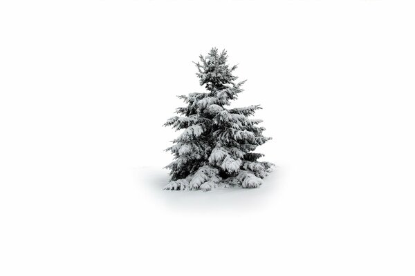 Schneebedeckten Weihnachtsbaum auf weißem Hintergrund