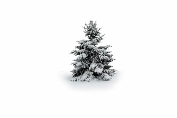 Árbol de Navidad cubierto de nieve sobre fondo blanco
