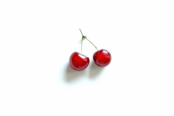 Sur une image de fond blanc vif de cerises juteuses