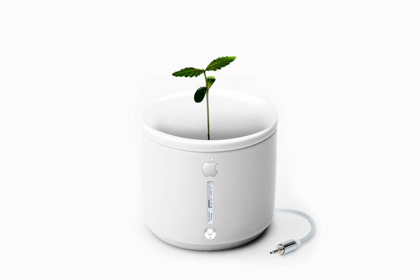 Sprout in a white apple mug