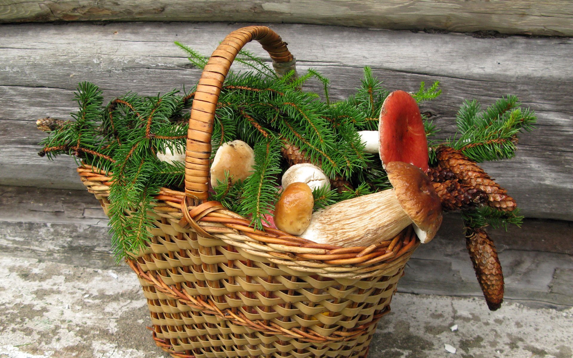 till life basket mushrooms cone