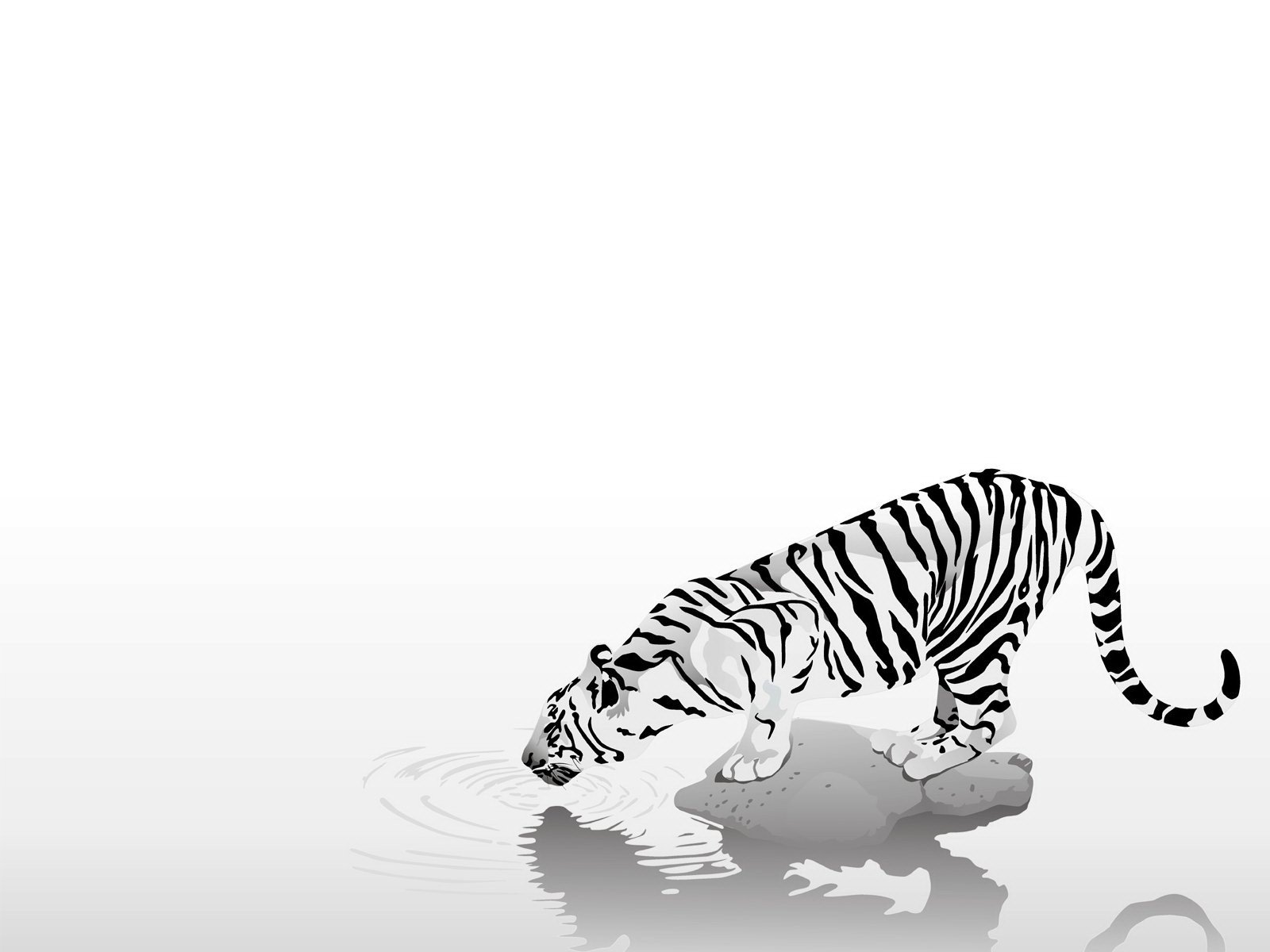 animals tiger strips black and white black&white thirst caution simplicity