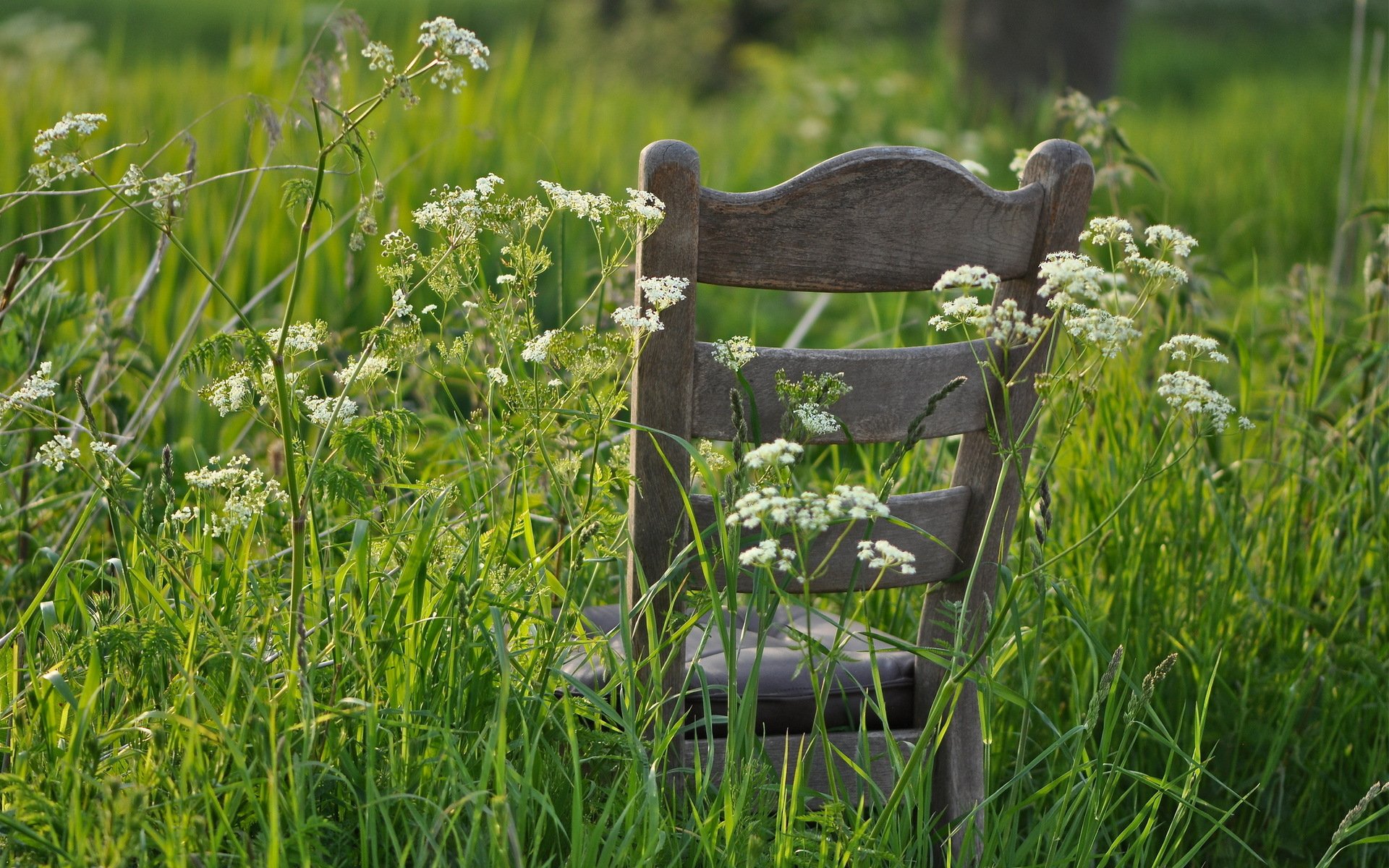 herbe chaise été