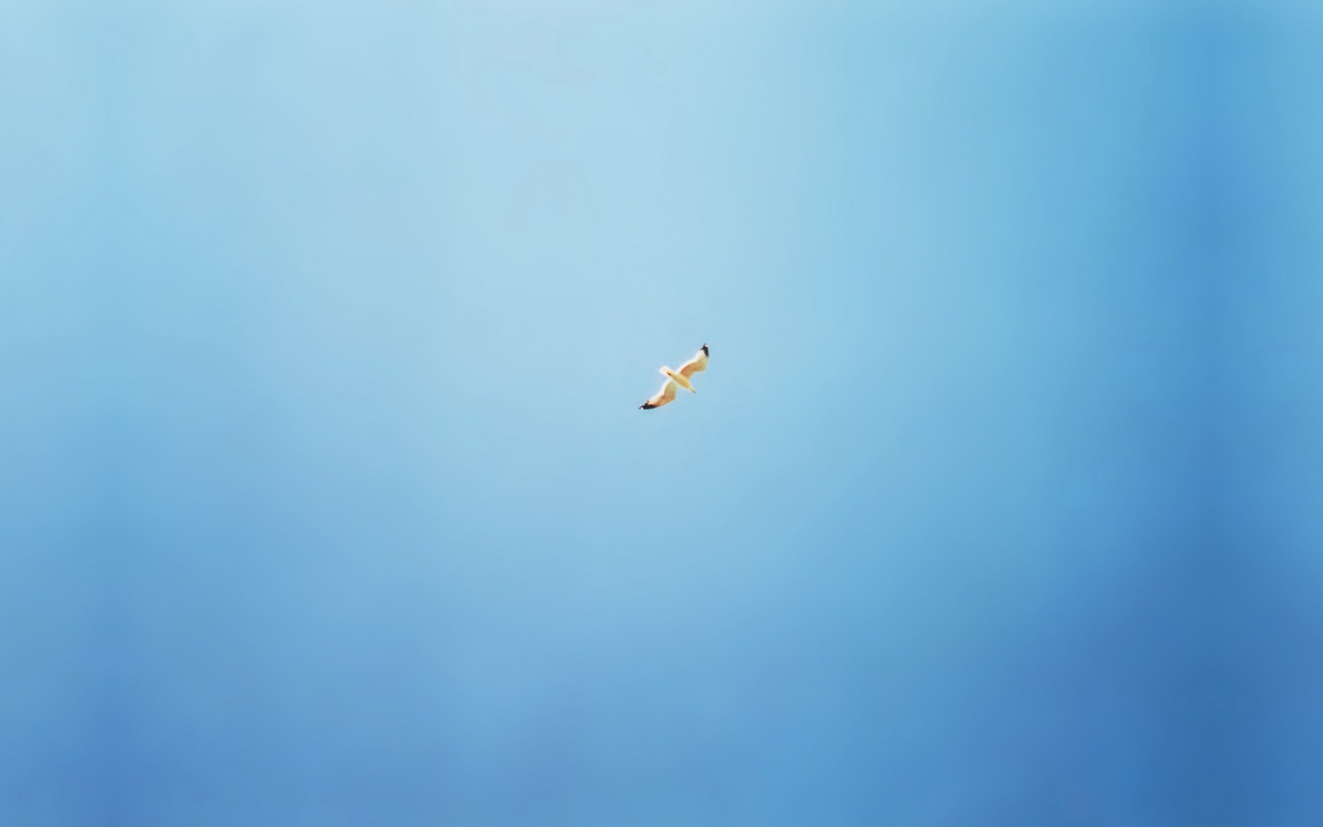 mouette oiseaux minimalisme bleu