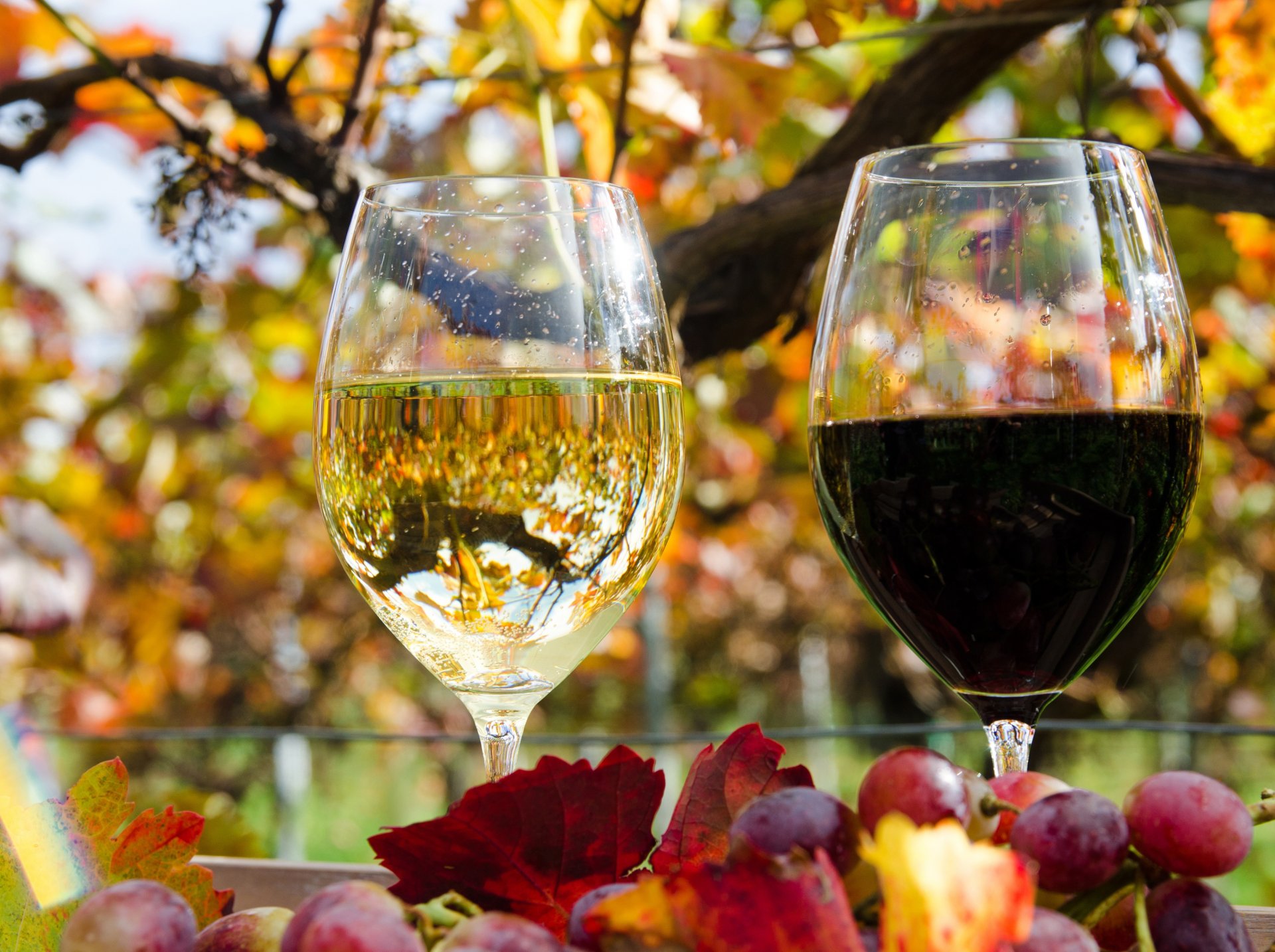 gläser reflexion wein weiß rot blätter herbst