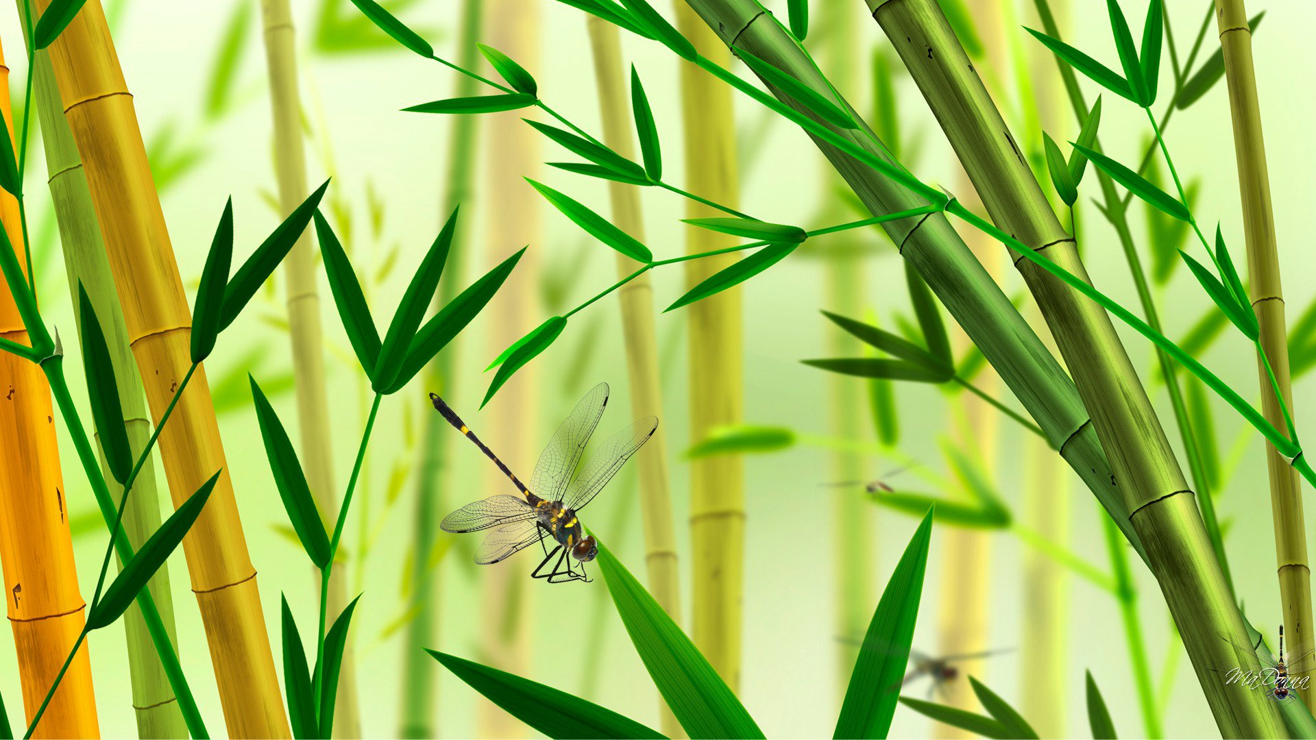 kolaż bambus ważka owad roślina natura