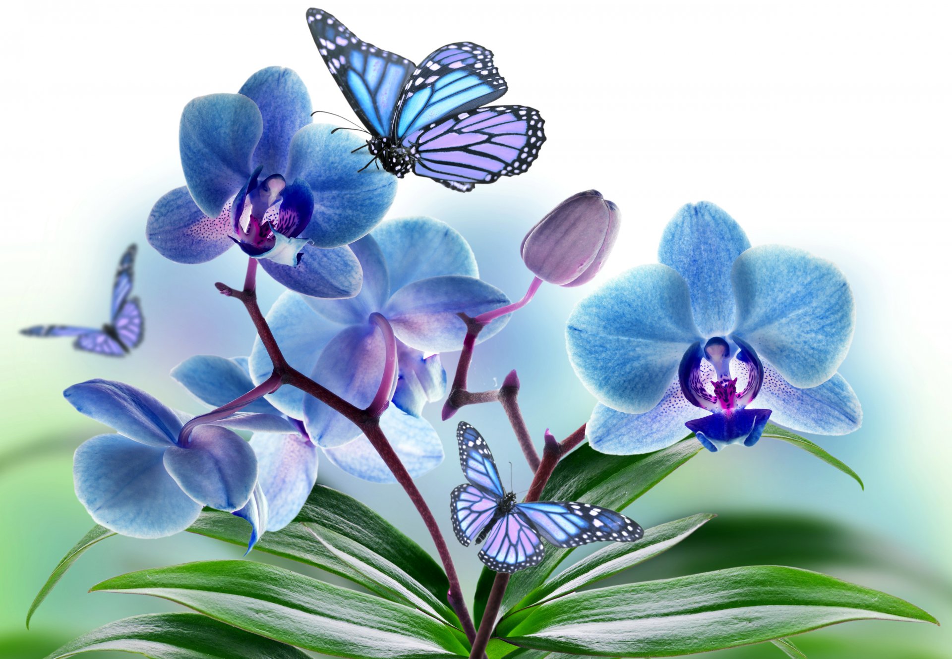 kwiaty płatki orchidea motyl skrzydła kolaż