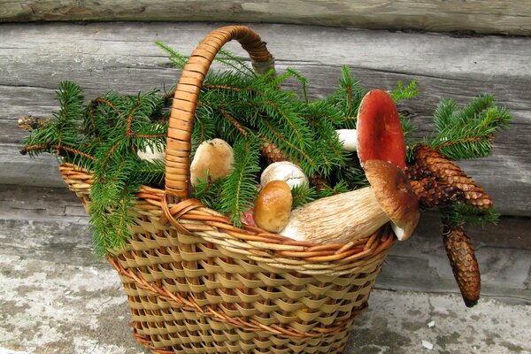 Forest still life basket with mushrooms and cones