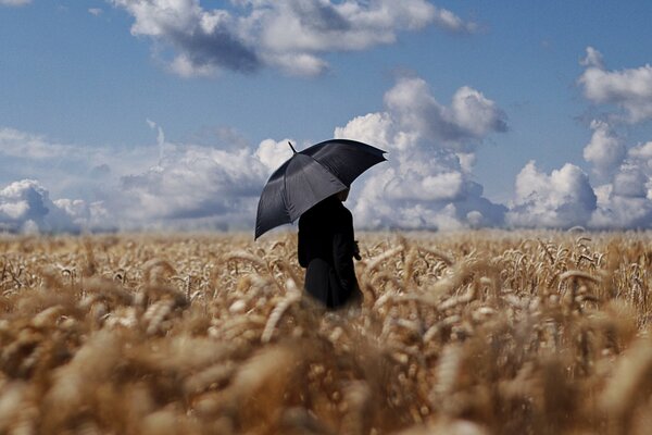 In a wheat field, a man with a black umbrella