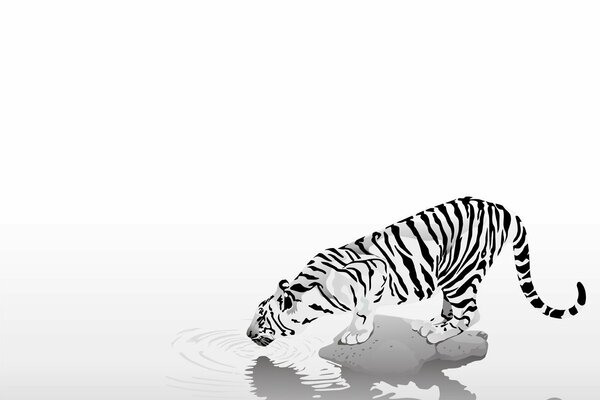 Tigre noir et blanc boit de l eau
