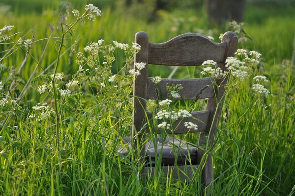 Photo of a chair in a thicket of grass