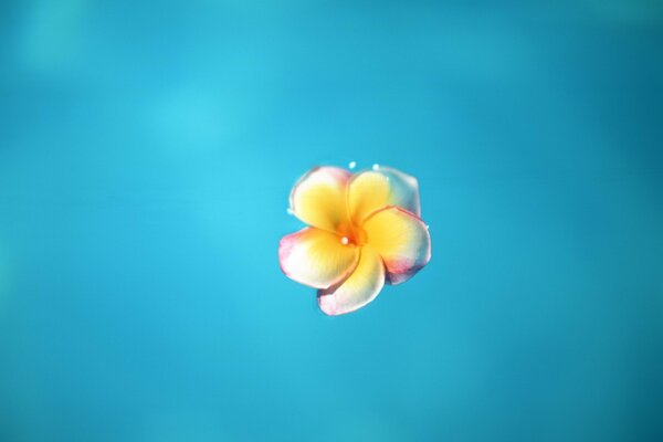 Yellow flower on a blue background