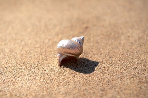 Eine Perlmuttschale liegt im Sand