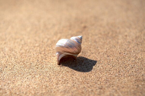 A mother-of-pearl shell lies on the sand