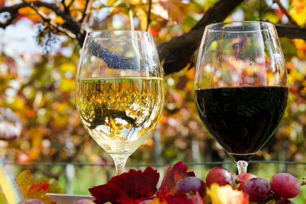 Glasses with white and red wine on the background of autumn leaves