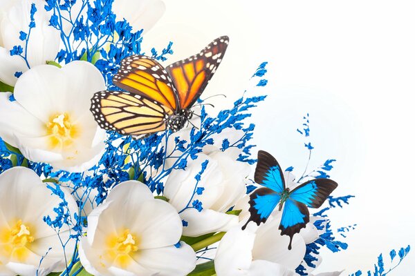 Multicolored butterflies on tulip larvae