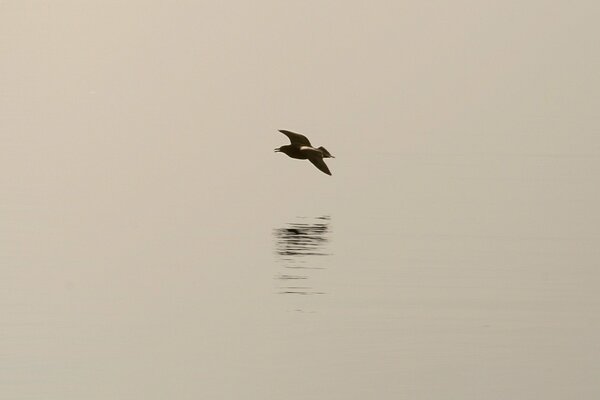 Vogel auf grauem Hintergrund mit Schatten Minimalismus