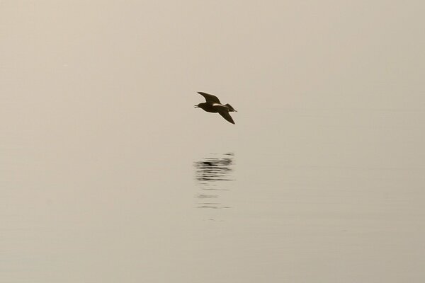 Uccello su sfondo grigio con ombra minimalismo