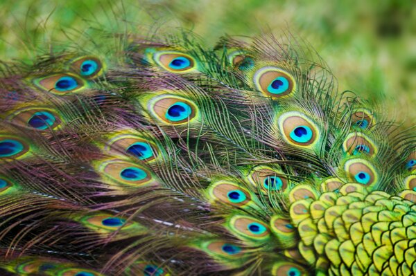 Cola de pavo real con plumas hermoso color