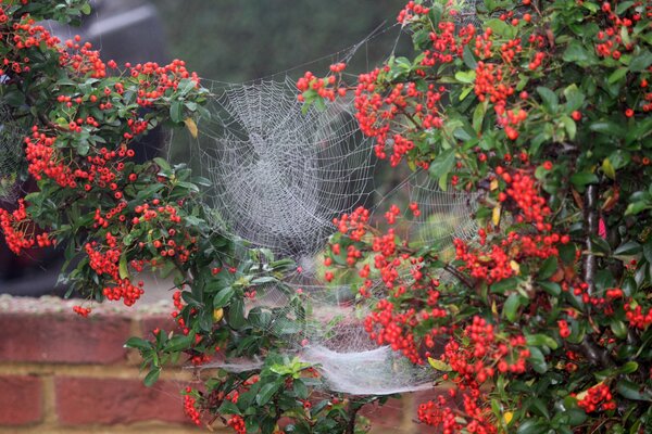 Spinnennetz zwischen Büschen mit Beeren