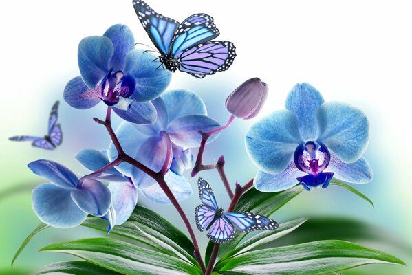 Blue orchid petals with a fluttering butterfly