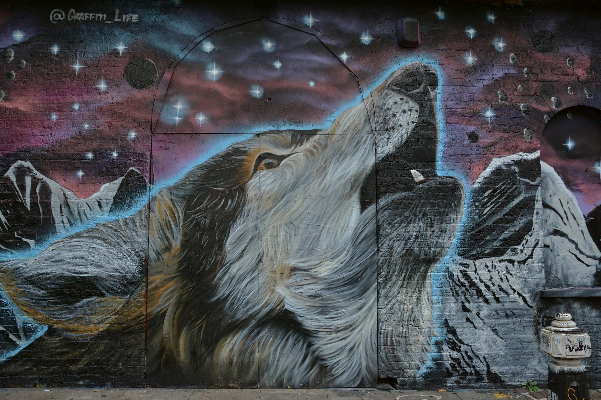 graffiti mur loup museau étoiles fond