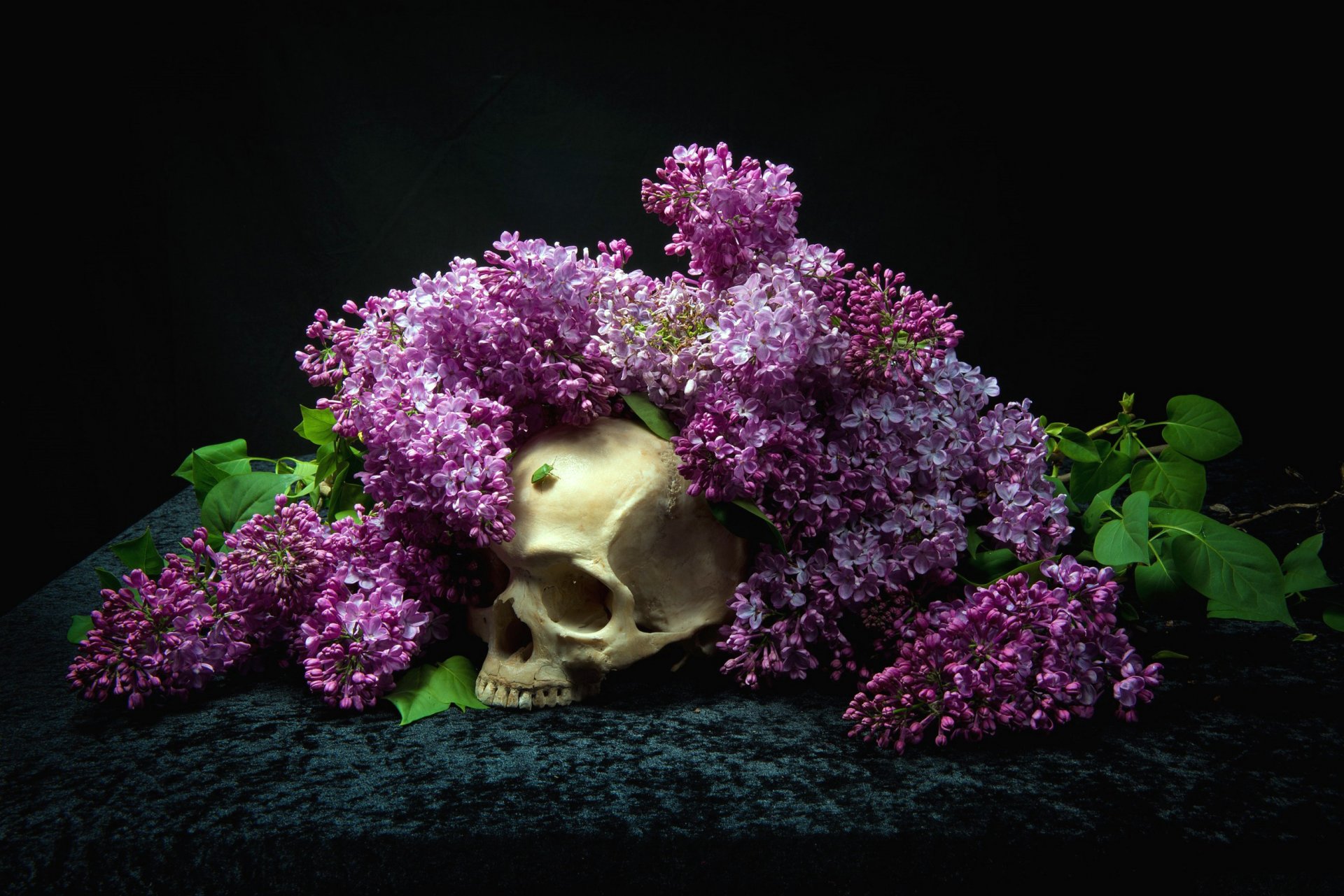fond fleurs crâne lilas