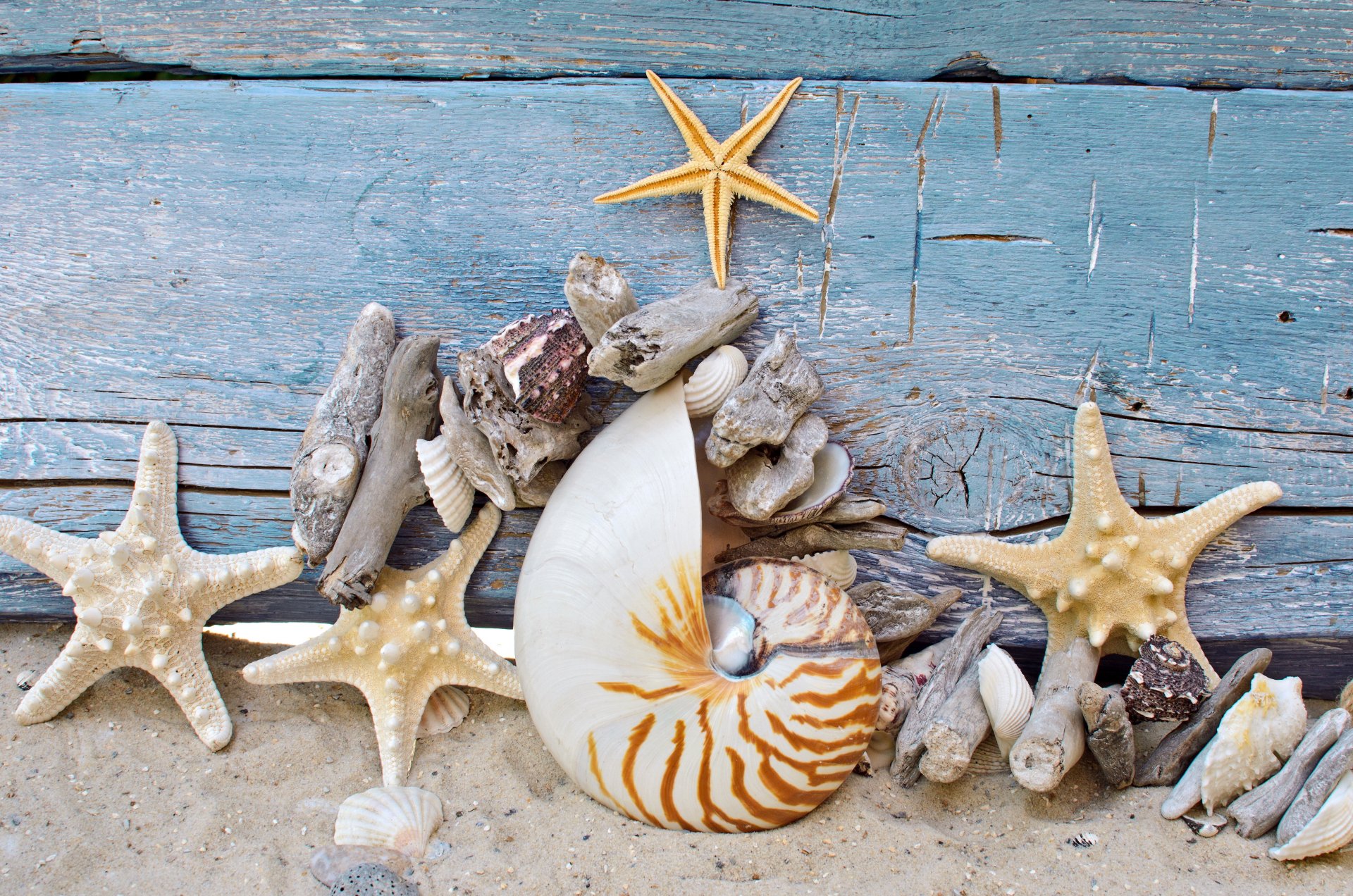 muscheln sterne sand holz meer kiesel strand