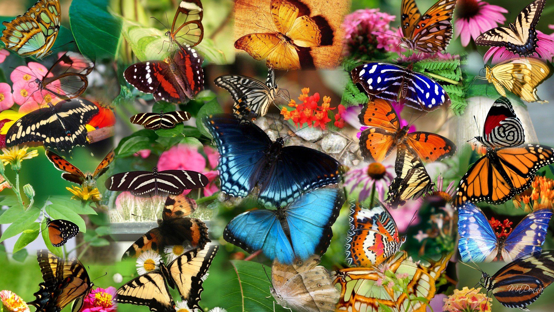 collage butterfly insect moth