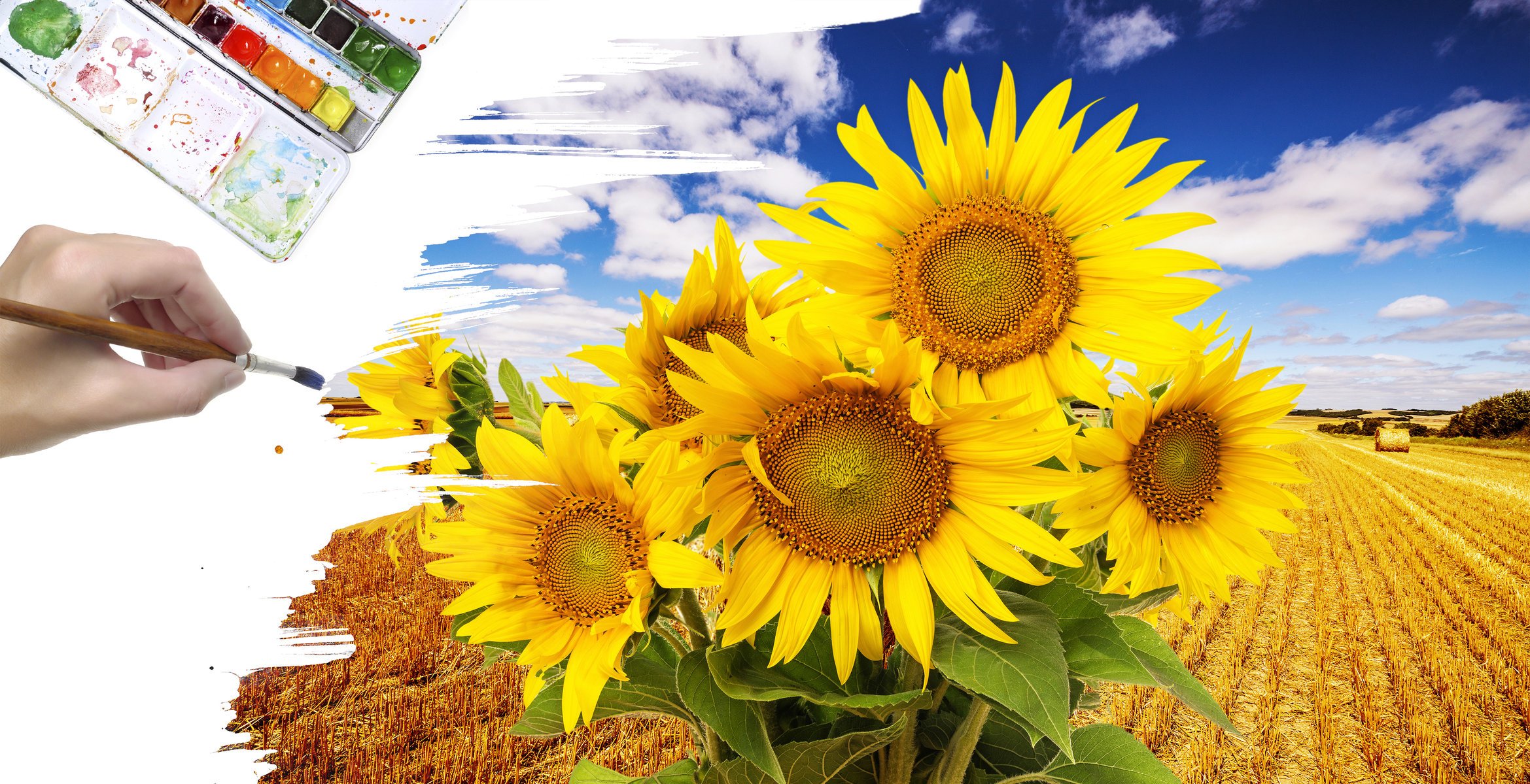 kreativ zeichnung sonnenblumen feld farbe pinsel