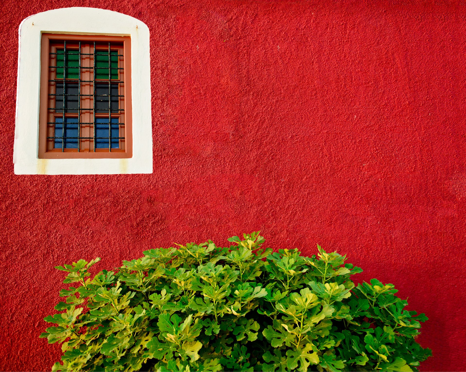 wand rot fenster busch grün