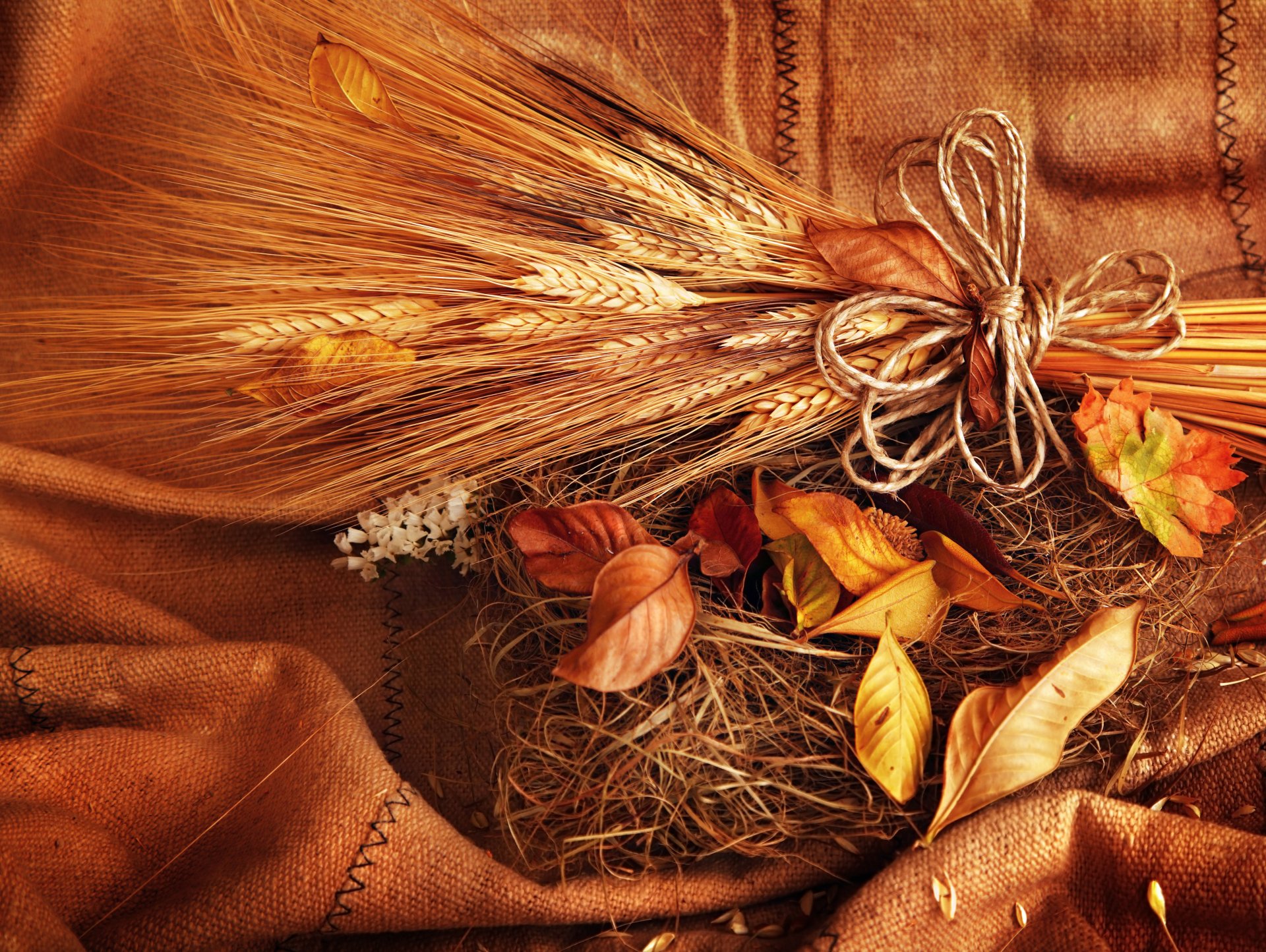 ears spikes corn wheat leaves yellow autumn