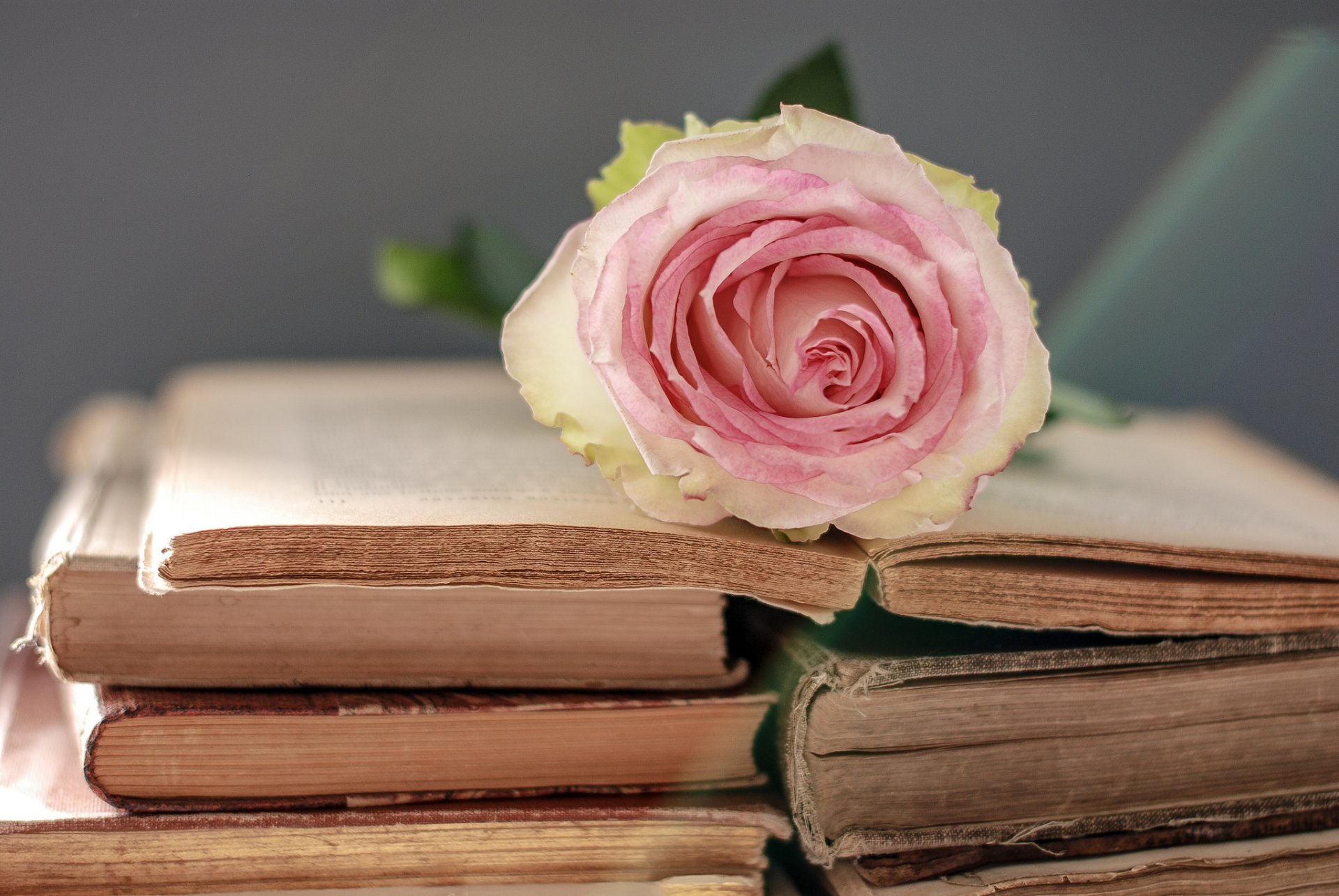 bücher blume rose zart