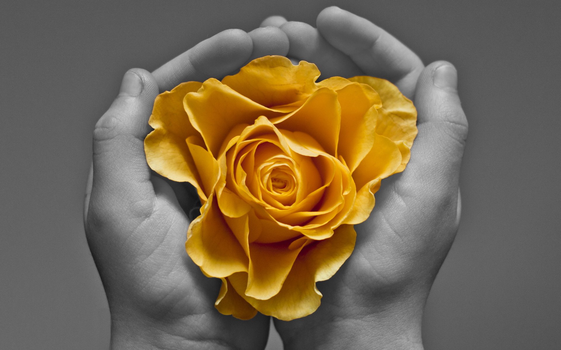 manos flor fondo