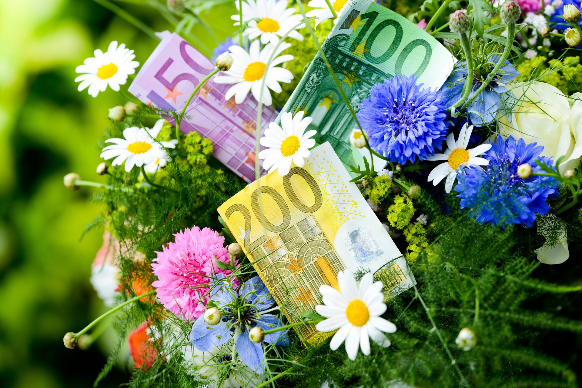 nature summer flower cornflowers chamomile money notes euro