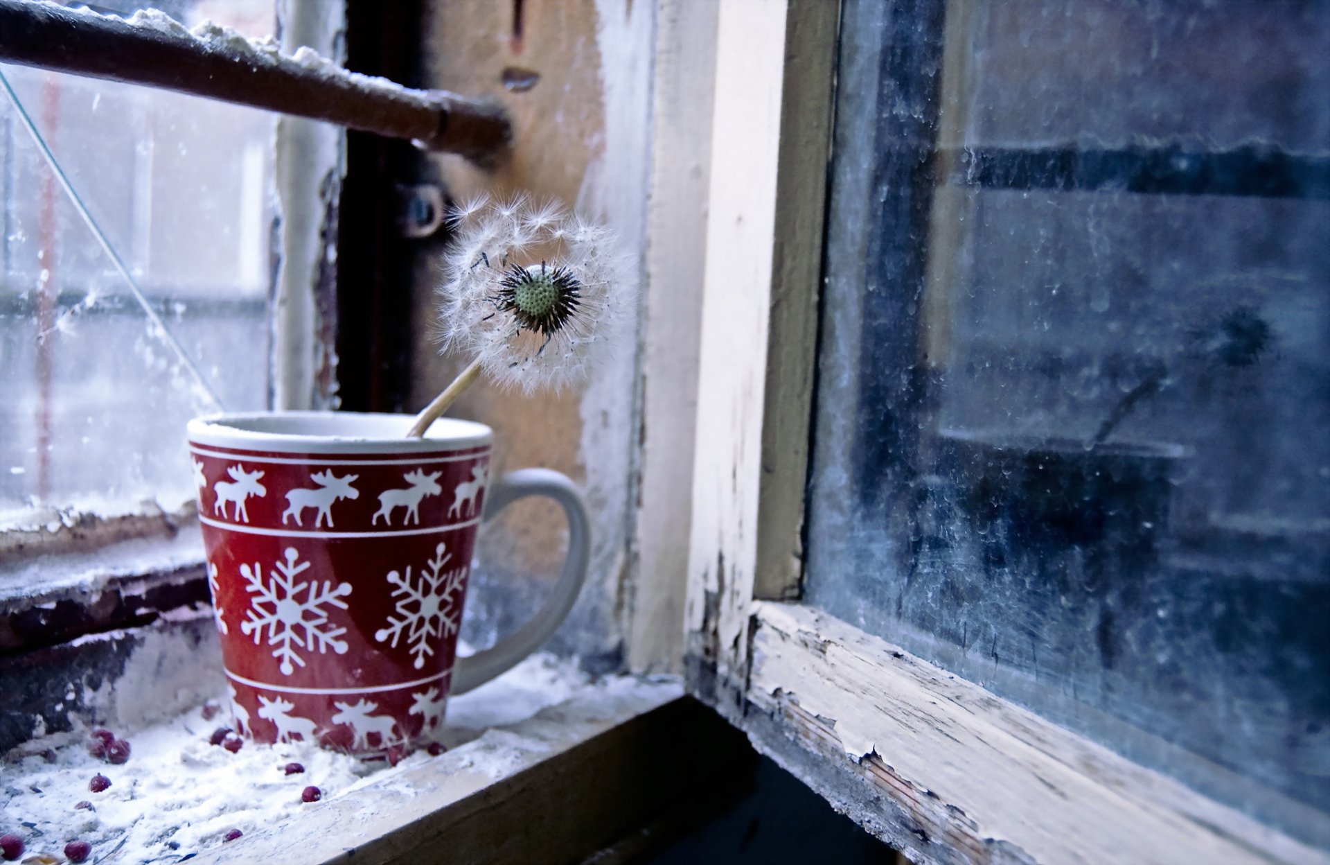 window cup dandelion