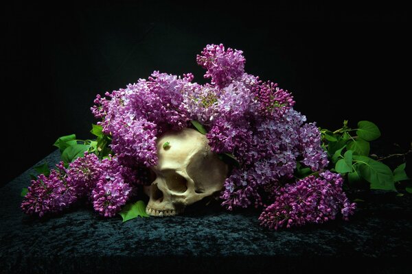 Skull in a bouquet of lilac on a black background
