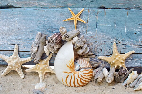 Seashells, sea races. beach, sand