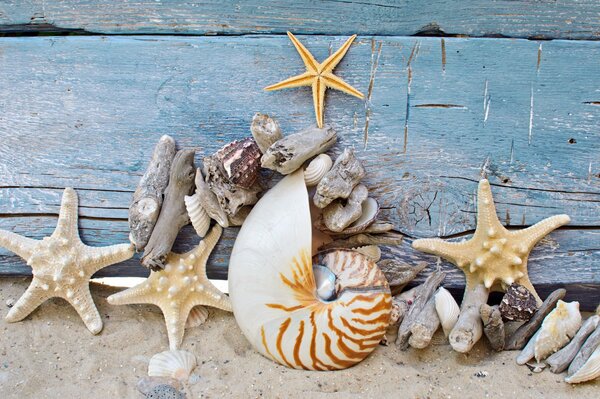 Coquillages,croisières. plage, sable