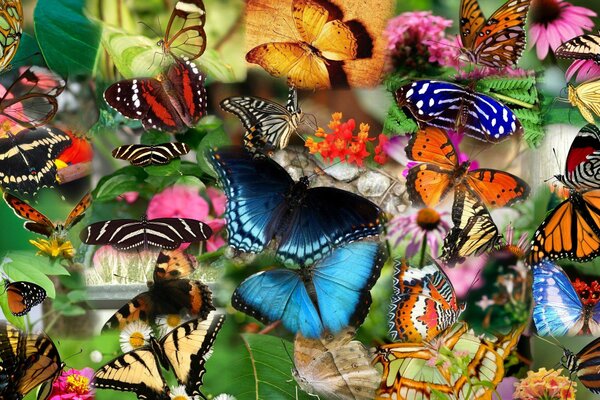 Collage de hermosas mariposas y otros insectos