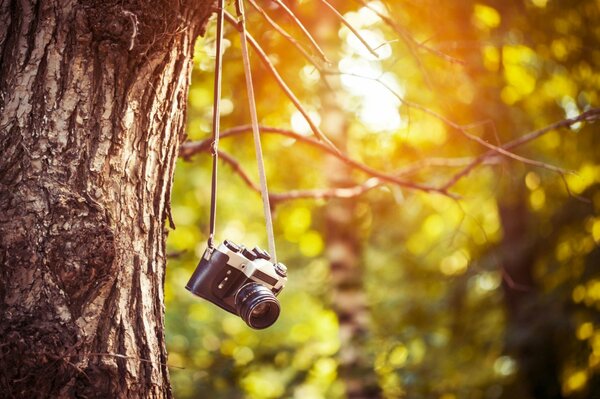 Appareil photo suspendu à une branche d arbre