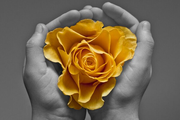 Yellow blooming rose in the palms
