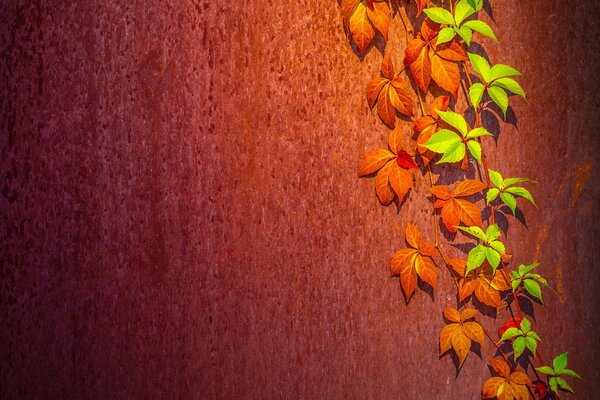 A vine on a terracotta wall